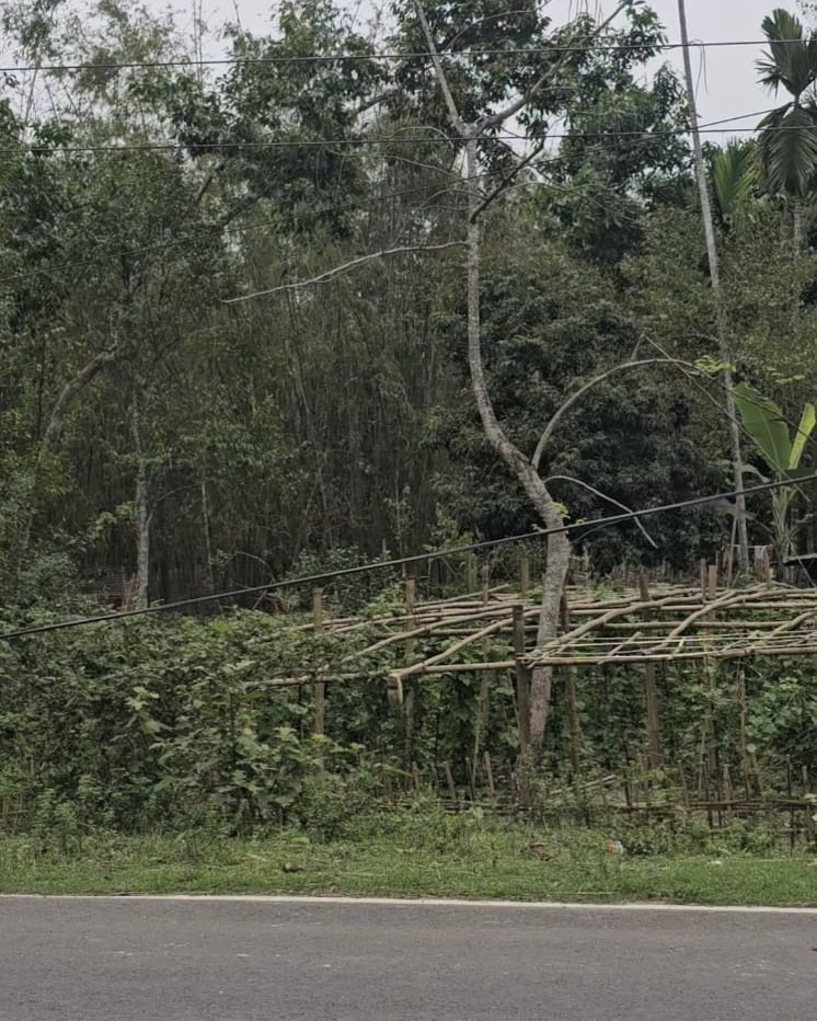 Residential Plot in Jorhat, Jorhat