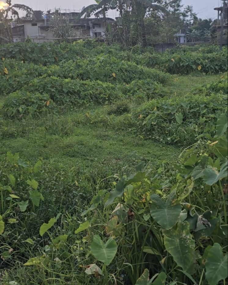 Residential Plot in Jorhat, Jorhat